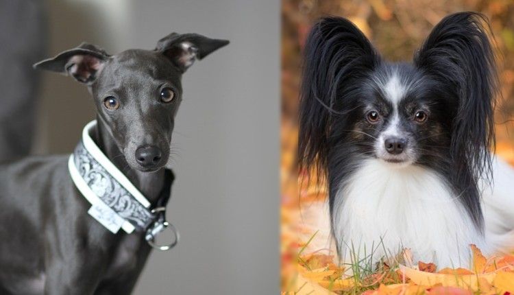 italian greyhound and papillon