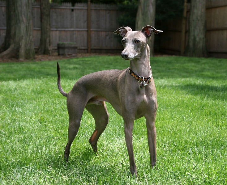 italian greyhound standing