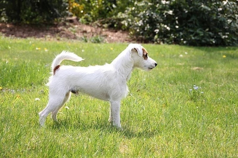 jack russell
