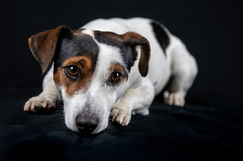 Bo-Jack Dog Breed Info