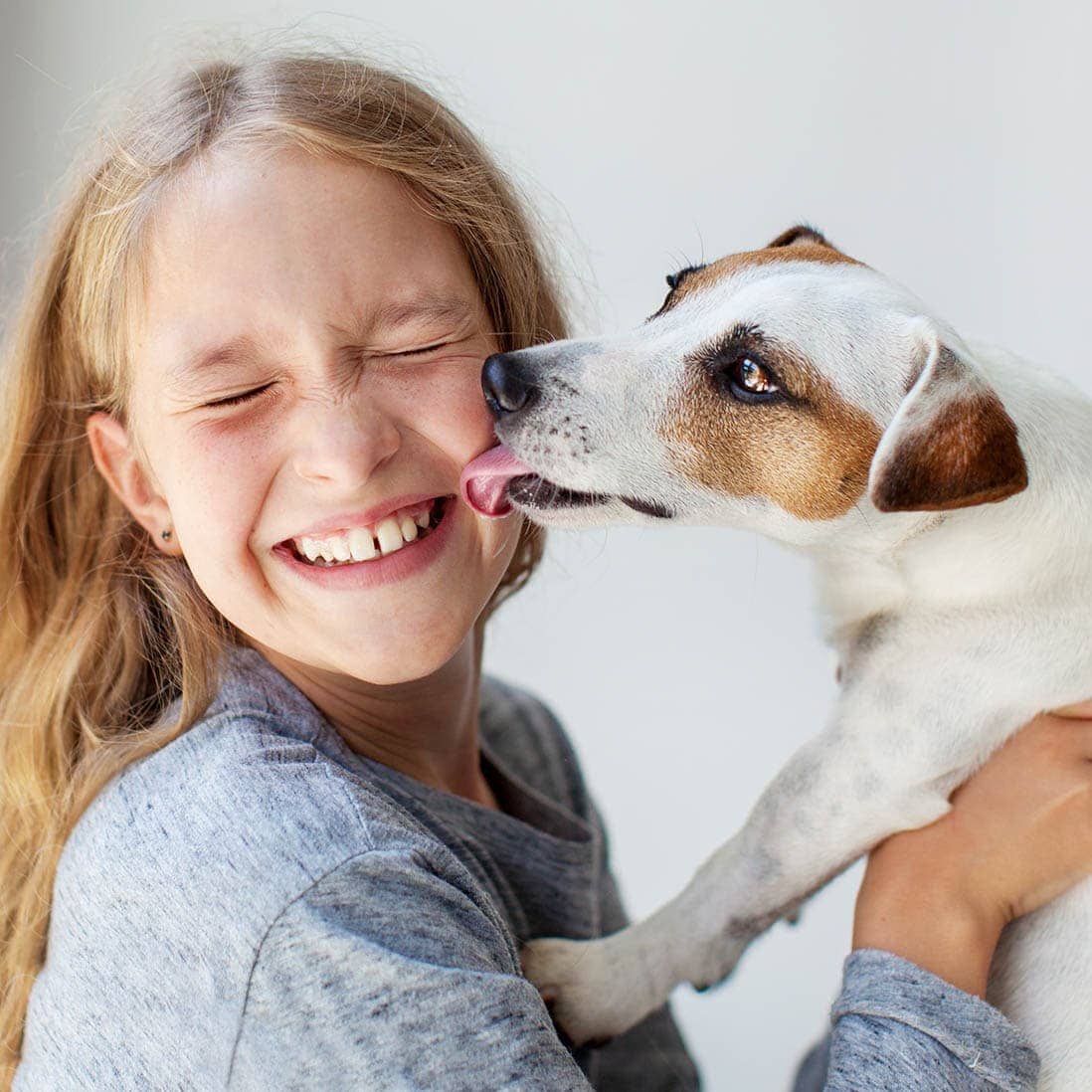 What does it mean when dogs lick your face 2 jack russell licking girl