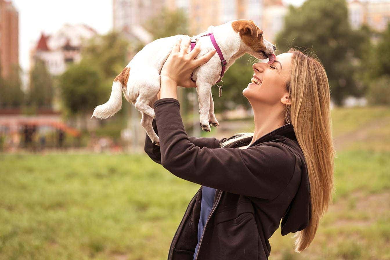 jack russell licking woman