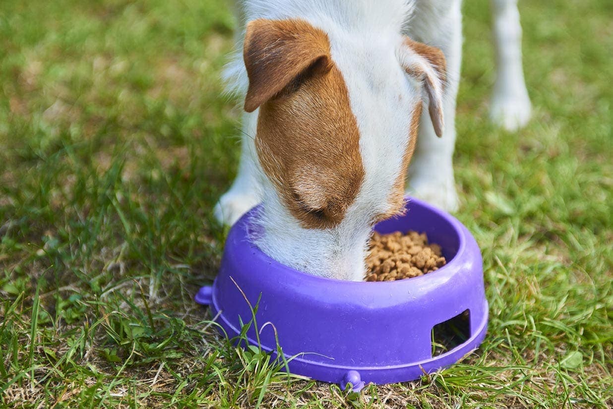 Jack Russell Parson Terrier eating