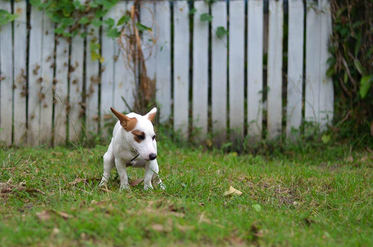 jack russell pooping