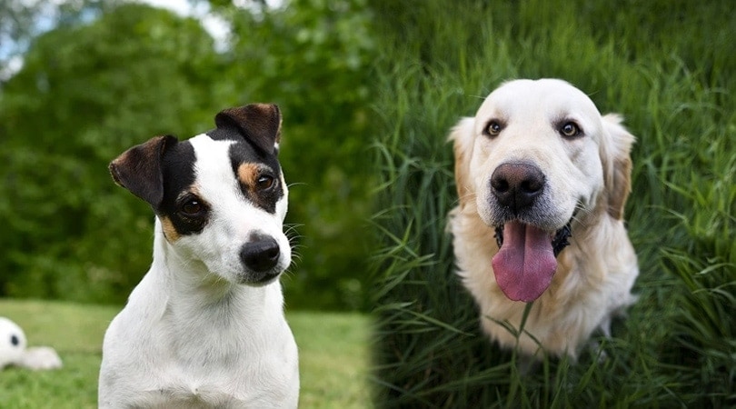jack russell retriever 2