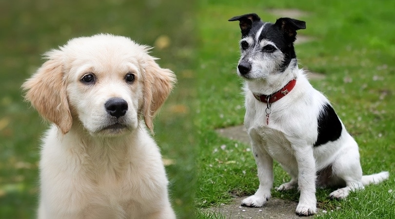 jack russell retriever