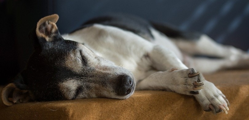 jack russell senior dog sleeping