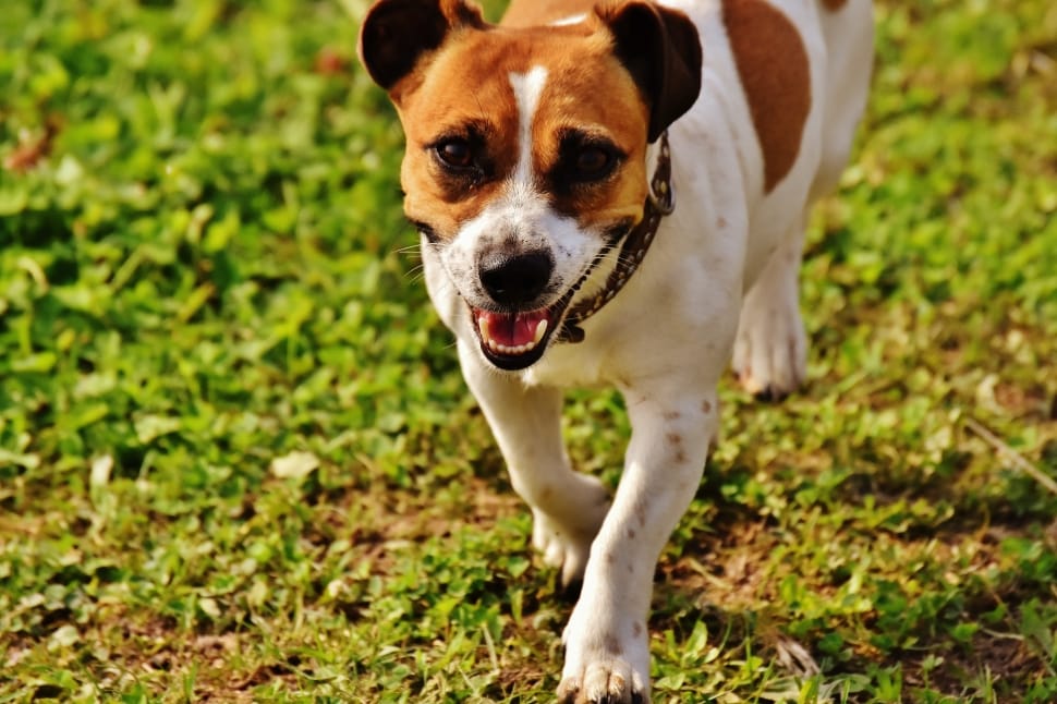 jack russel bulldog mix