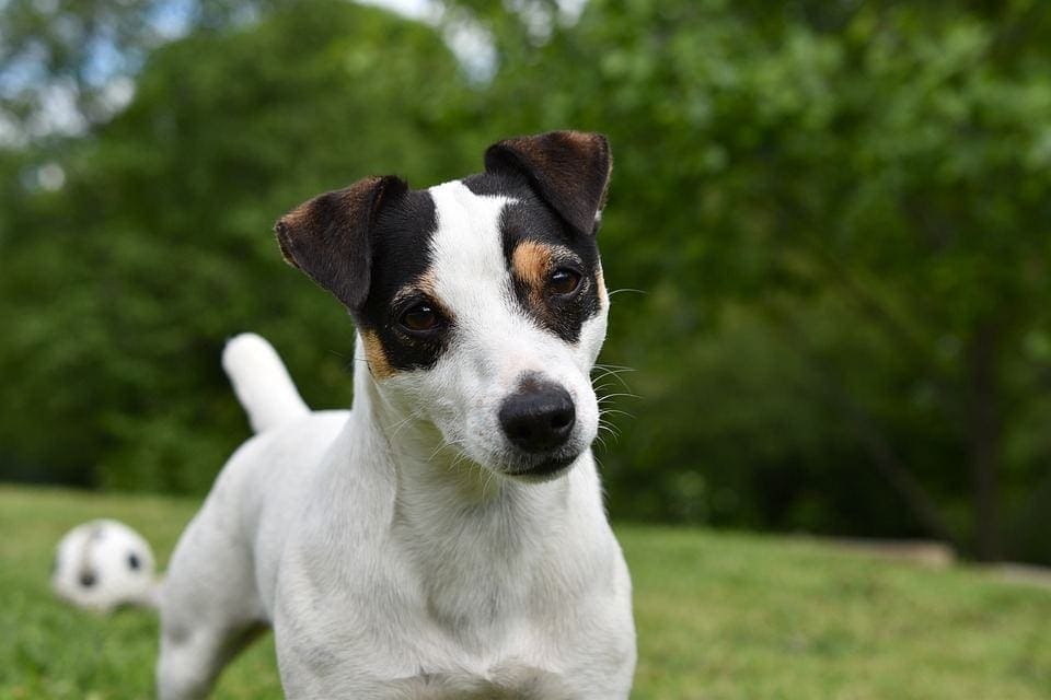 jack russell terrier outdoor