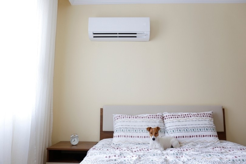 jack russell terrier puppy in an airconditioned room