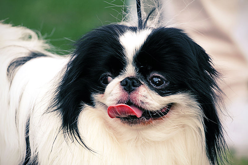 japanese chin