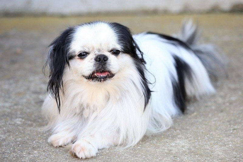 Cleanest sales small dogs