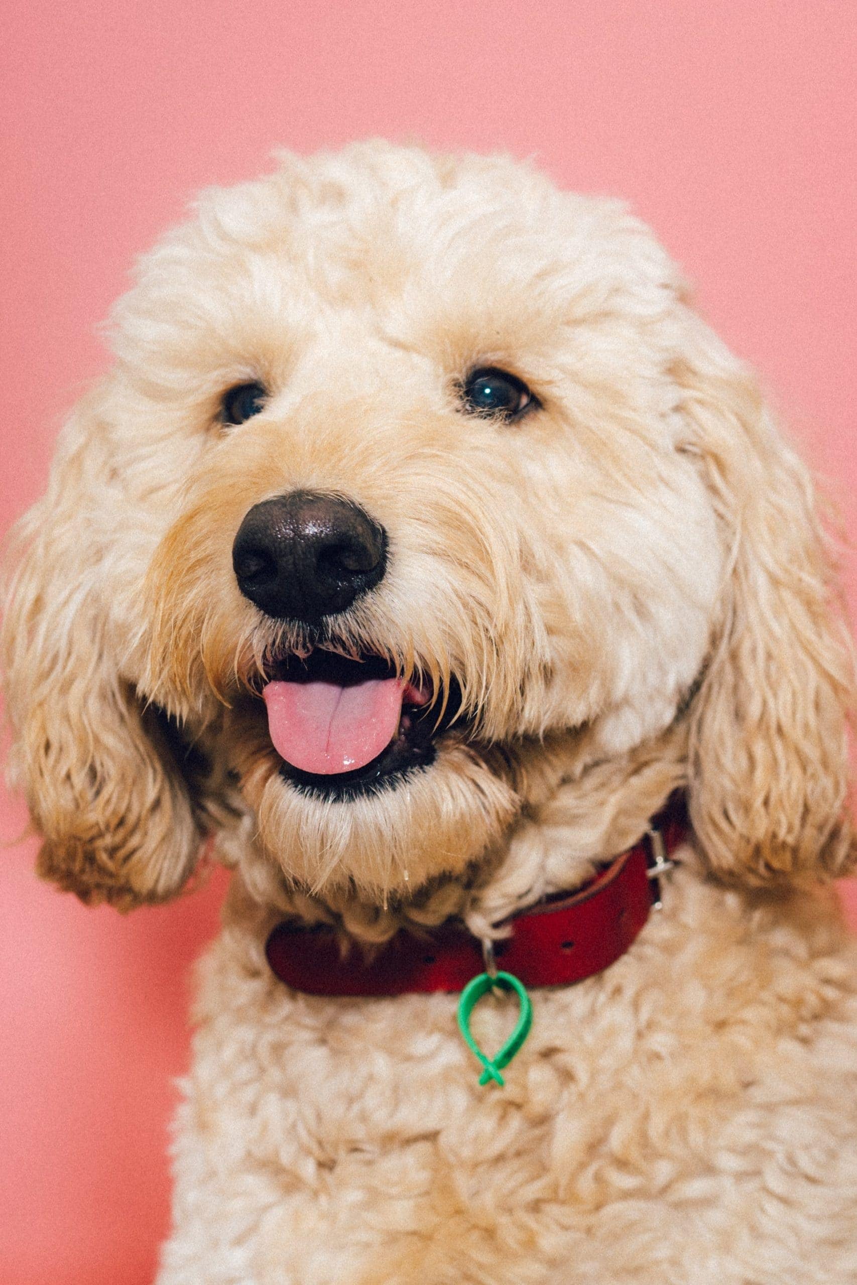 goldendoodle