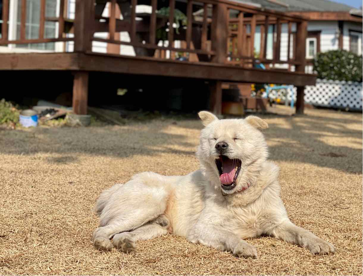 jeju dog