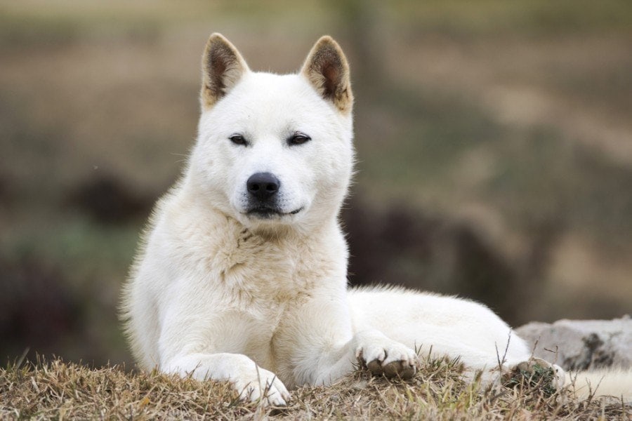 indo dog Korean lying in grass