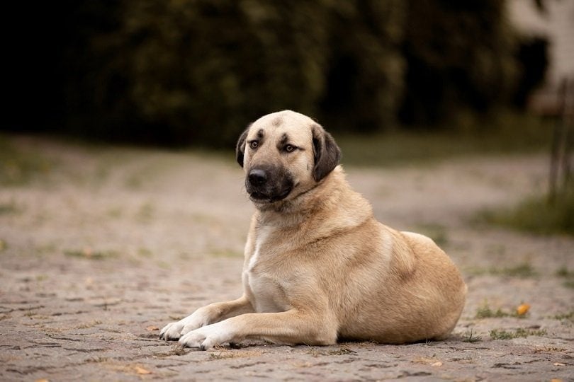Top 3 strongest dogs cheap