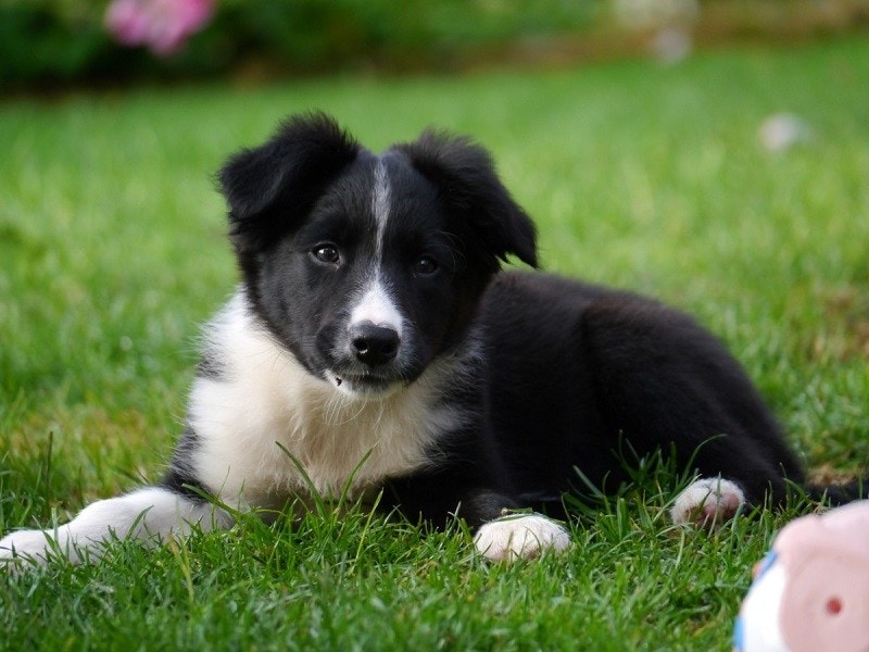 Bear dog sales puppy
