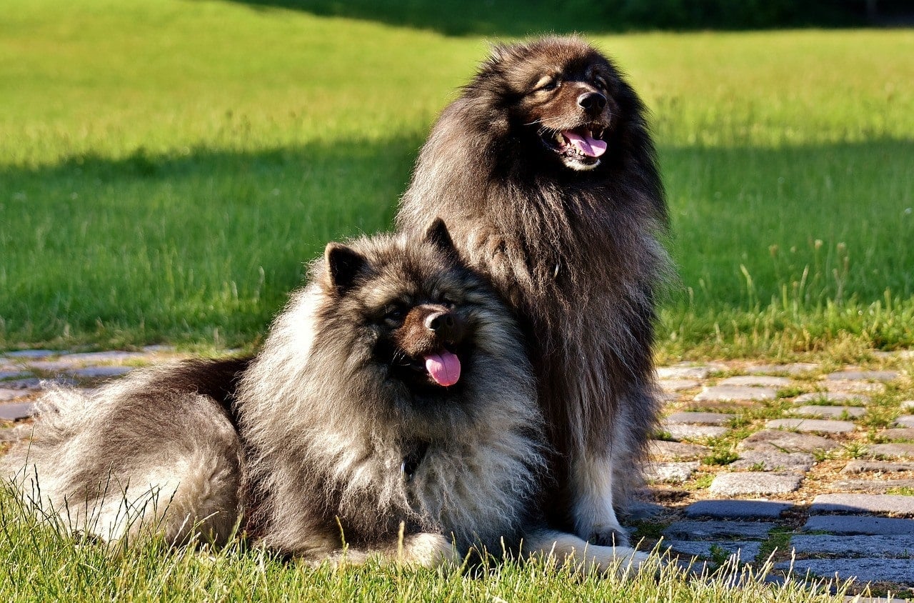 two Keeshond