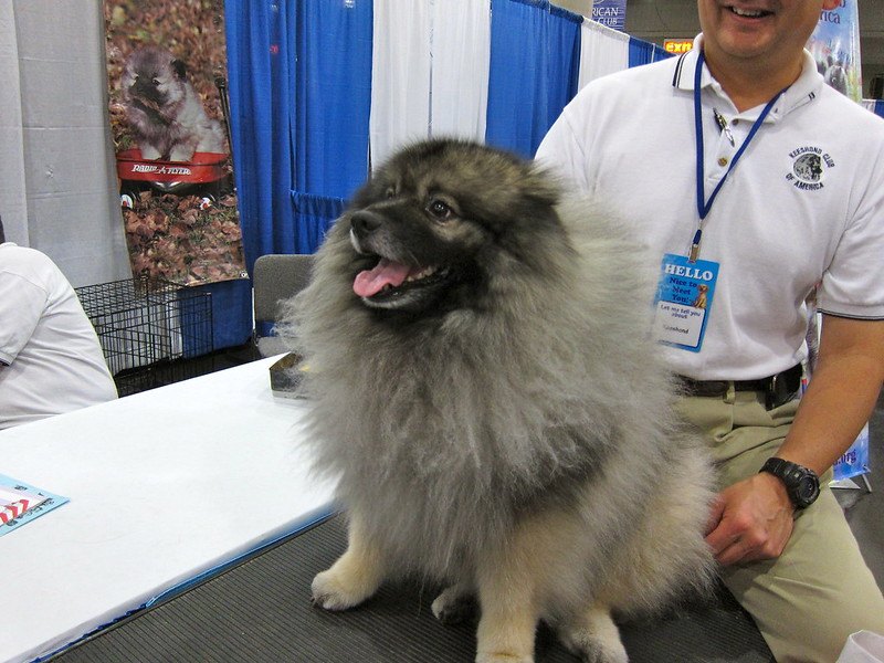 keeshond