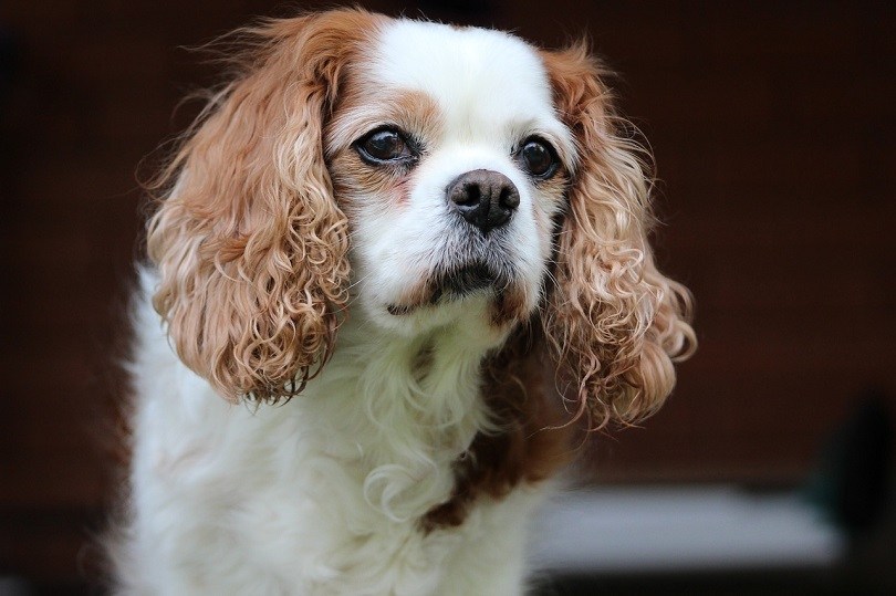 Cavalier king Charles spaniel coat colors : r/cavaliers