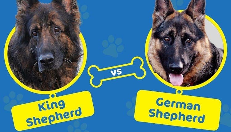 king shepherd vs German Shepherd