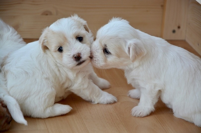 kiss-puppy pixabay