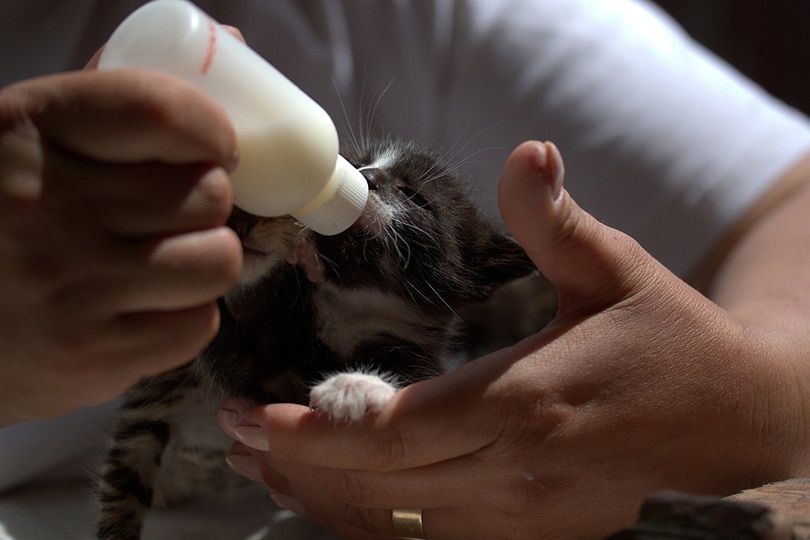 kitten drinking milk from bottle