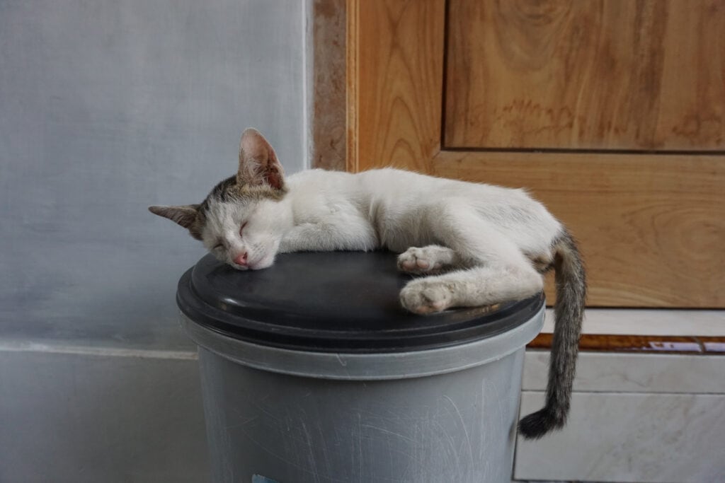 kitten sleeping on top of the trash can