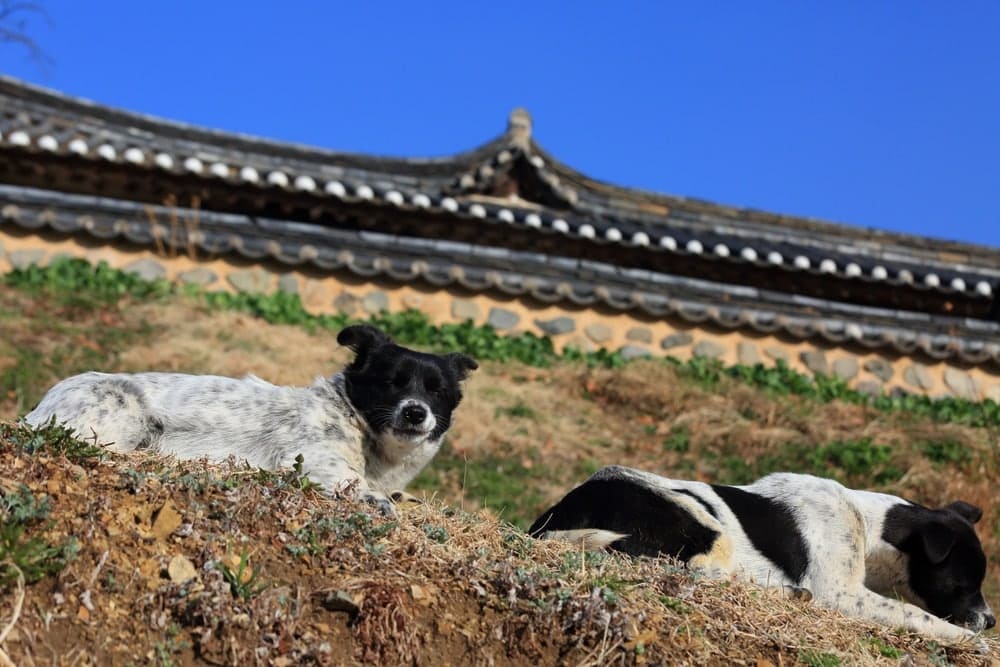 korean dogs lounging