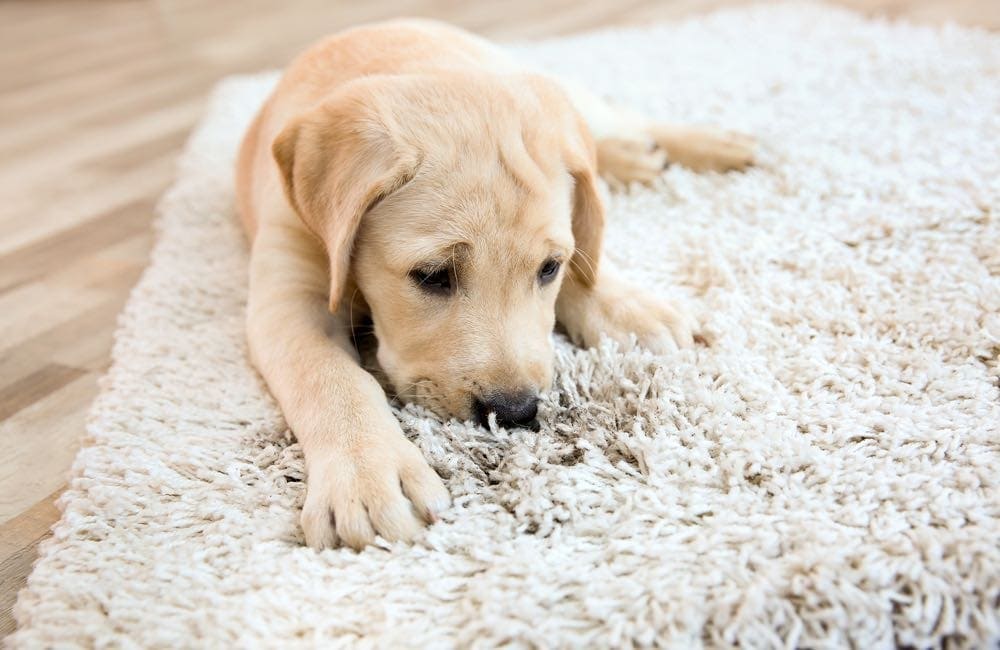 how do you punish a dog for chewing carpet