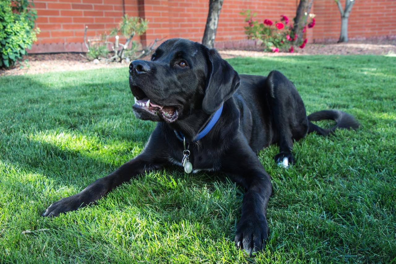 labernard on grass