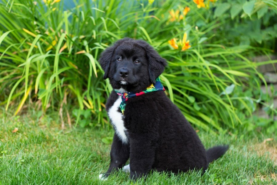 Canis Aqua - Gol, mestizo Pastor Inglés-Labrador! 💙