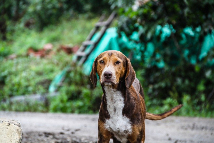 krøllet Dwelling Prøv det Labloodhound (Lab & Bloodhound Mix): Info, Pictures, Facts, Traits | Hepper