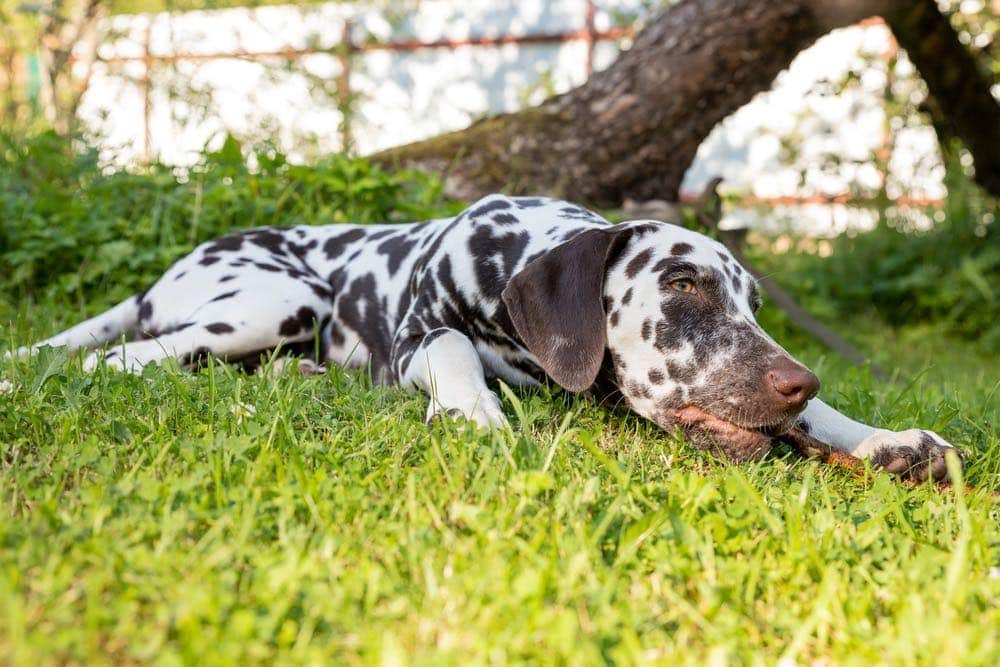 labmatian chewing stick