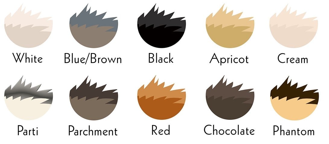 labradoodle colors