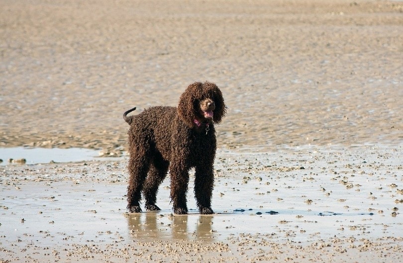 labradoodle in mud