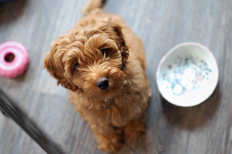 labradoodle puppy looking up