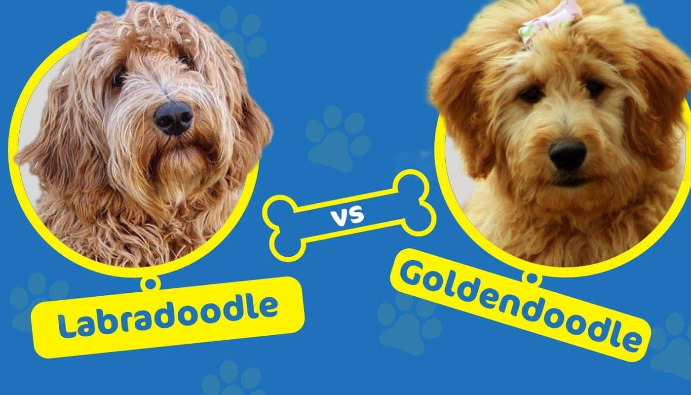 labradoodle vs goldendoodle