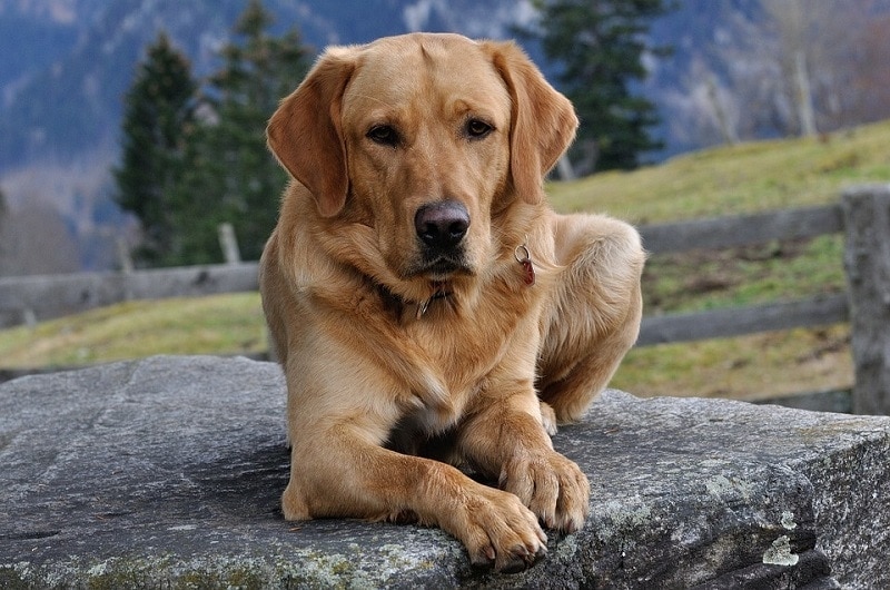 what age do female labradors stop growing