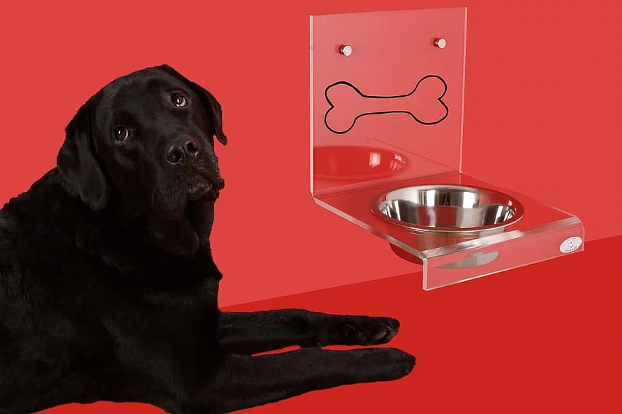 2 Best Flat-Faced Dog Bowls (12+ Tested & Reviewed) - Dog Lab