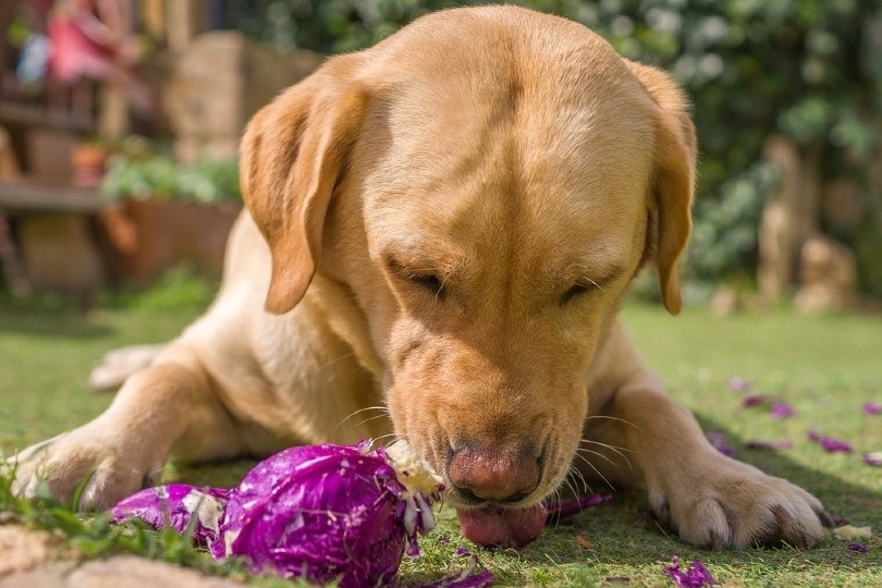 labrador dog eating vegetables