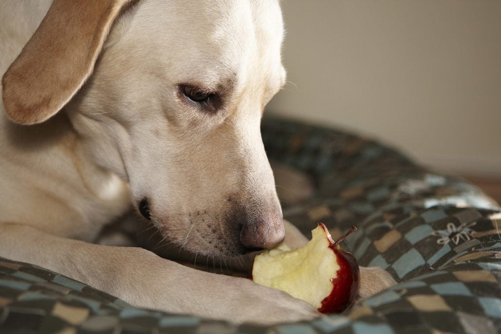 labrador eating apple
