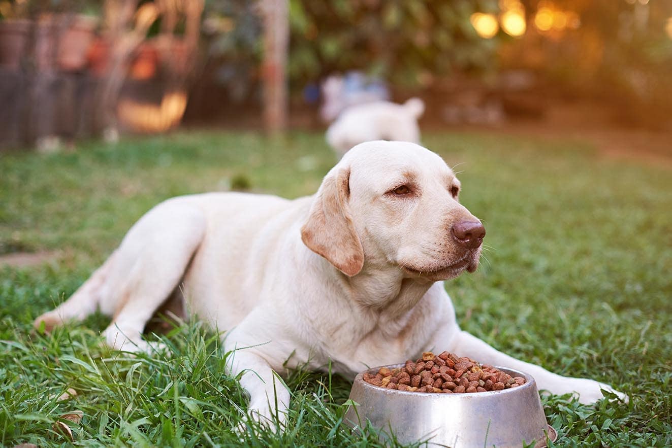 labrador eating outside