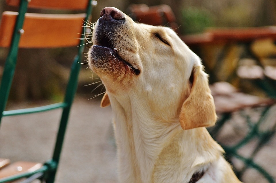 How to Stop Dog Howling: 3 Expert Tips - A Complete Guide | Hepper
