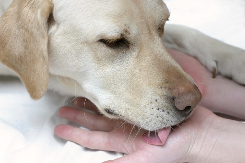 labrador licking the hand of its owner