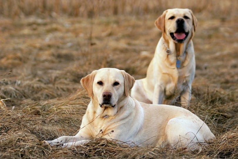 what age do female labradors stop growing