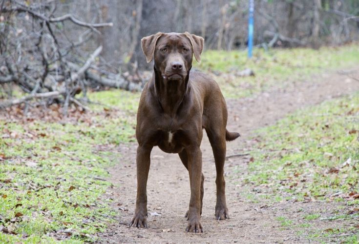 labrador retriever