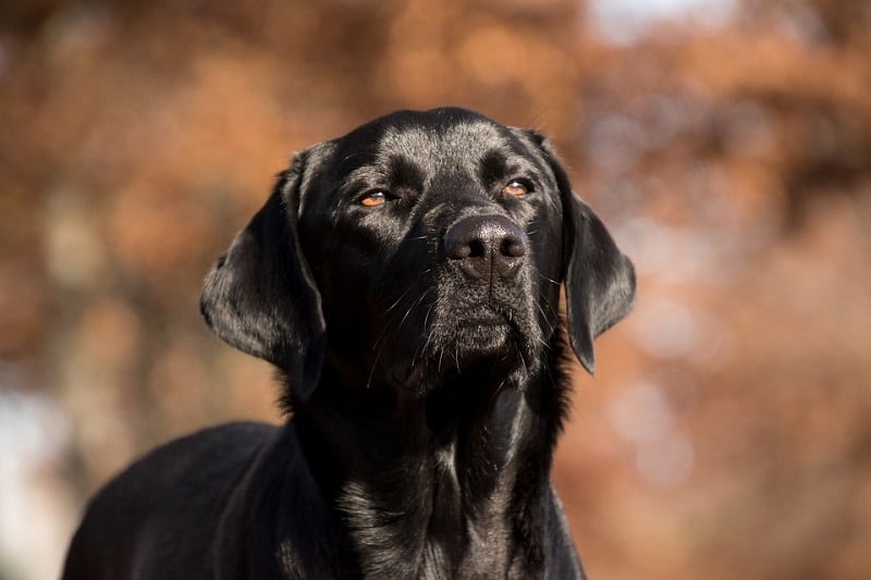 how much should a labrador weigh at 8 weeks