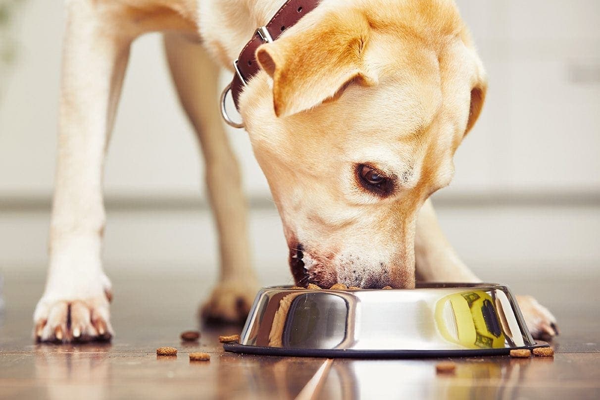 A labrador retriever eating food