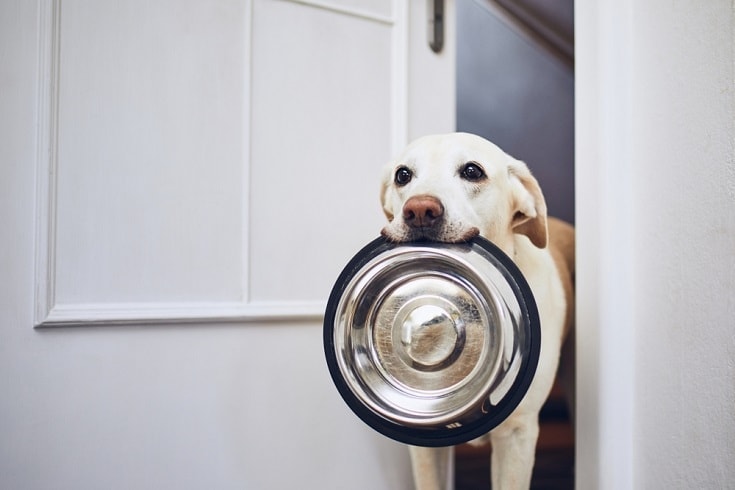 labrador retriever with dog bowl